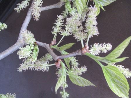 カッコいいクワ ウンリュウグワ 雲龍桑 四季おりおりの庭