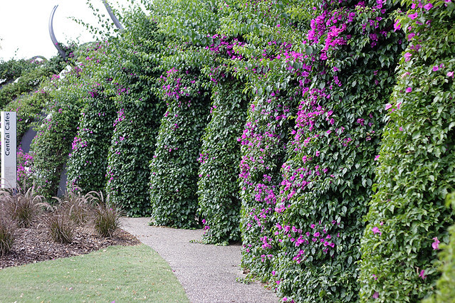 Arbour at the South Bank Parklands, Brisbane, Australia