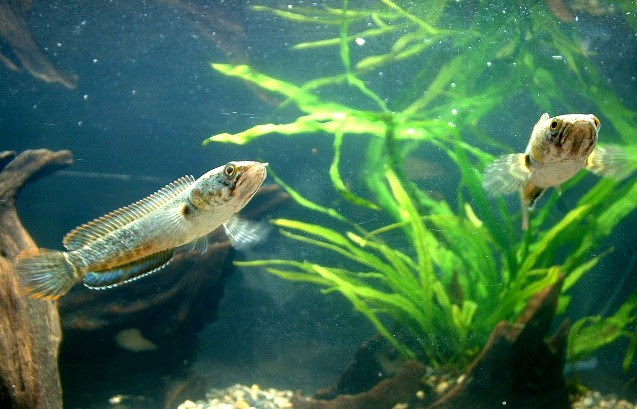ドワーフスネークヘッド スリランカ産 繁殖への道