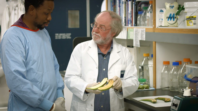Platanos en Laboratorio