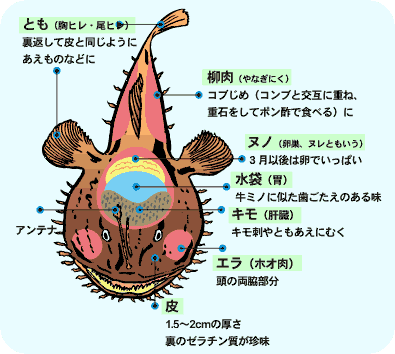 糸魚川荒波あんこう