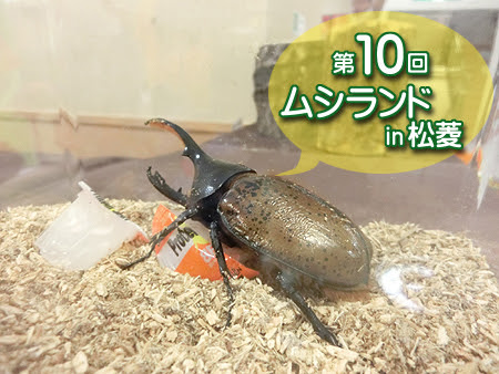 ムシランド 松菱,三重県 ムシランド,津市ムシランド2015,松菱 カブトムシ