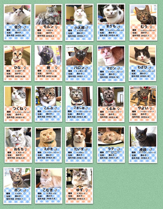 猫カフェ アミューズパーク名取りんくう店