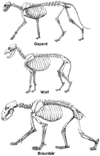 Gepardenland Anatomie Evolution Und Genetik Der Geparden
