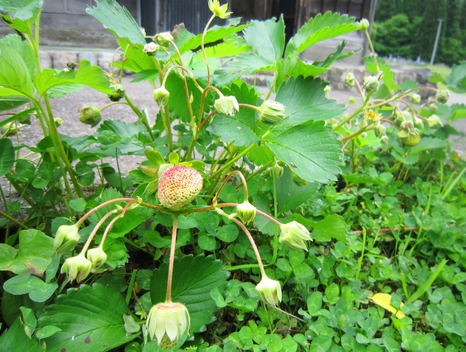 スイカの空中栽培 やってみよう 野ばら舎だより