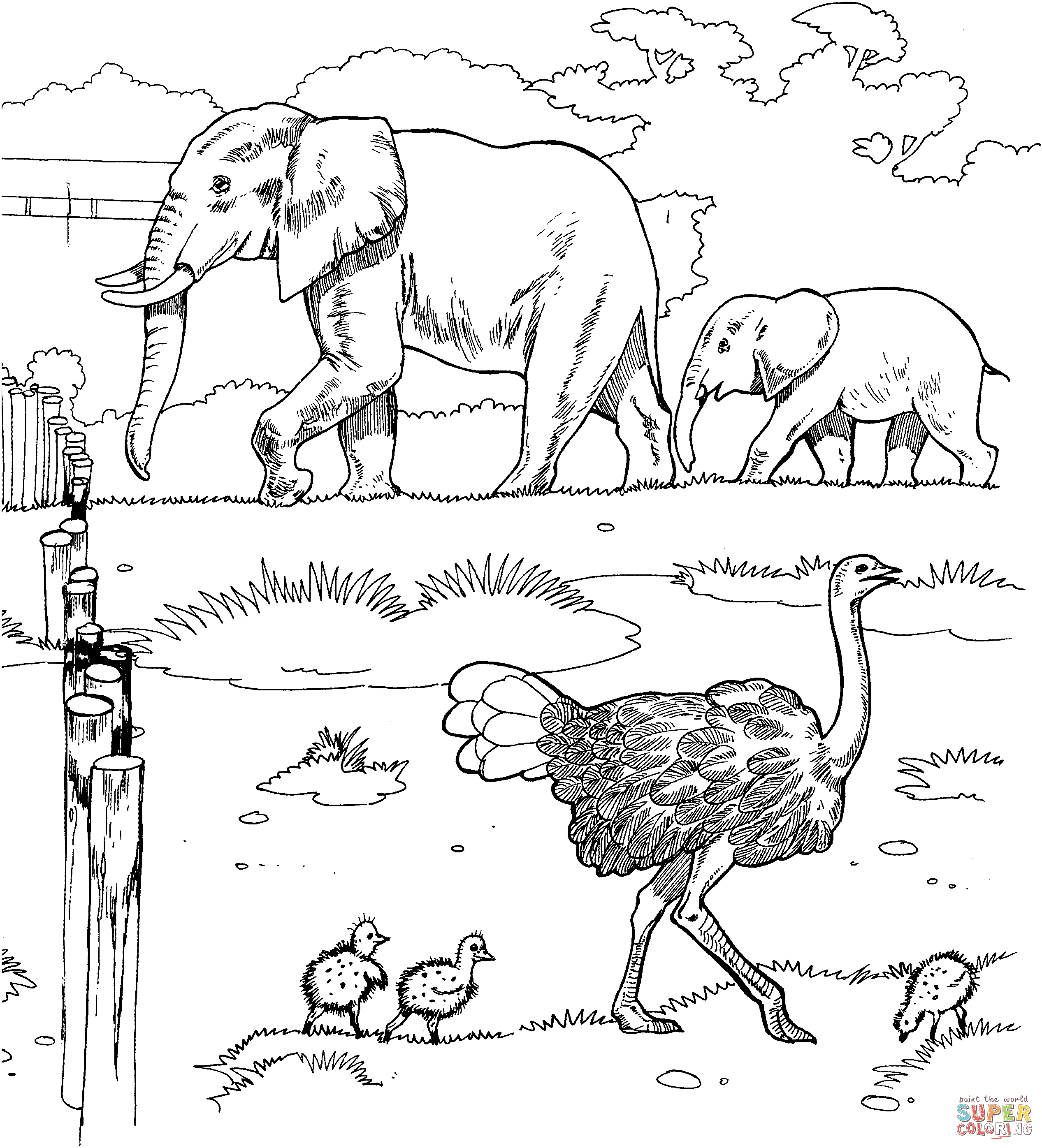 Ostriches and Elephants in a Zoo coloring page | Free ...