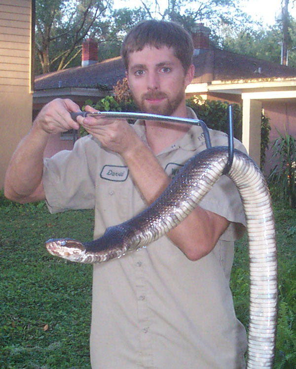 Florida Snake Photo Picture Gallery