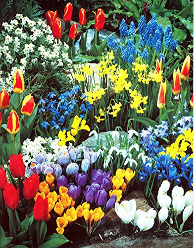 A Complete Spring Garden - 50 Bulbs for 50 Days of Continuous Blooms