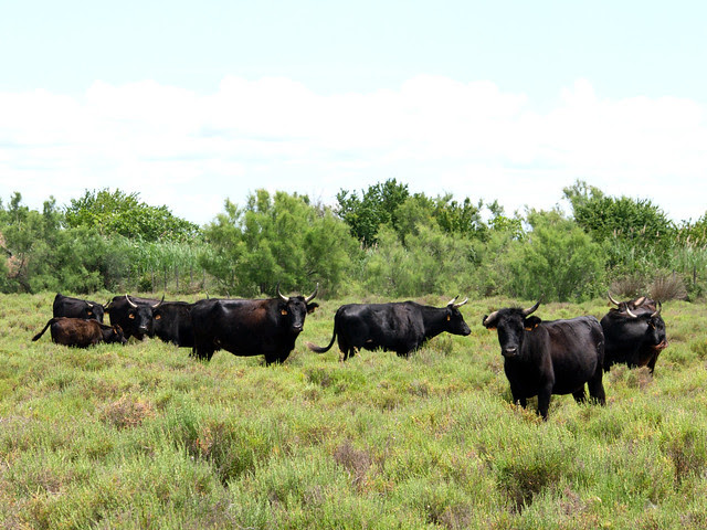 Camargue25