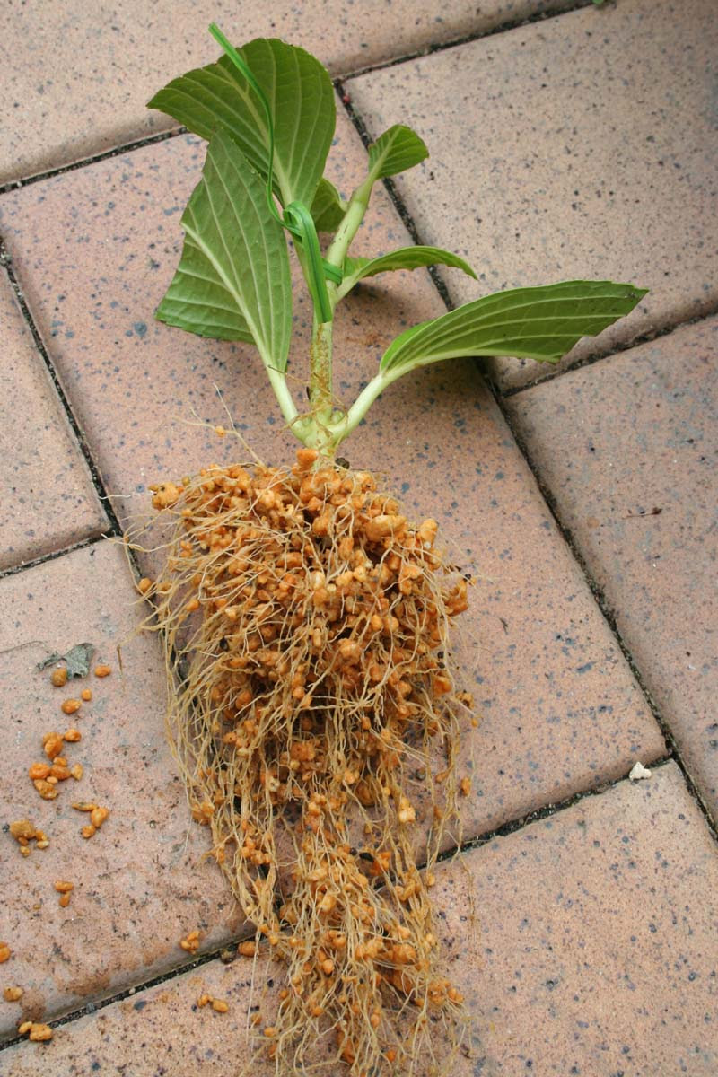 紫陽花の挿し木 今年はどうかな まいガーデン