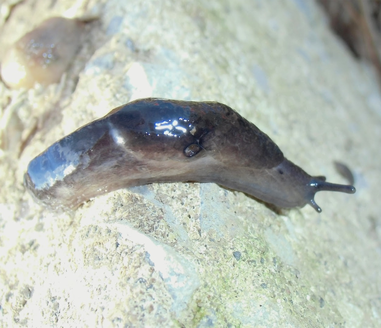 東京23区内の虫 2 ニワコウラナメクジ科の一種