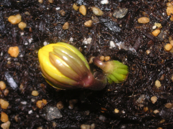 花を楽しむ 黄花節分草 その２
