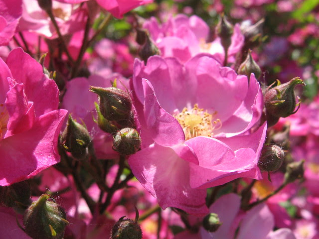 k-rose5
