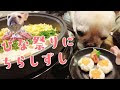 犬 ひな祭り レシピ 423277-犬 ひな祭り レシピ