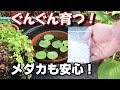 画像 テトラ イニシャルスティック メダカ 347357