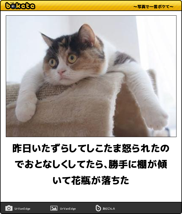 疲れ吹っ飛ぶ 可愛い 楽しい 猫あるある ハイレベルなボケて特集 猫の総合情報サイト ペットスマイルニュースforネコちゃん