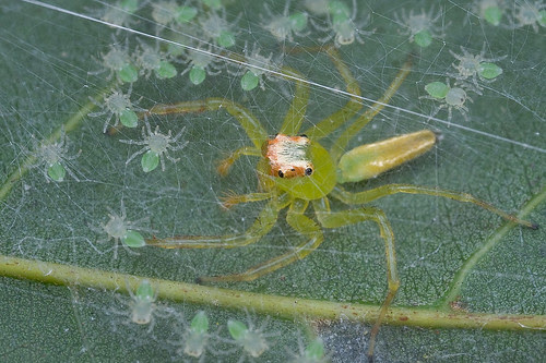 green jumping spider with spiderlings....IMG_4496 copy