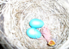 Robins_2ndSet_51509b