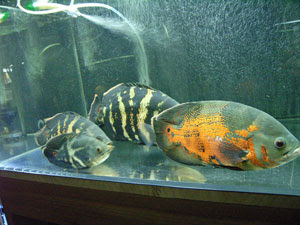 No Oscar No Life オスカーの飼育 混泳について