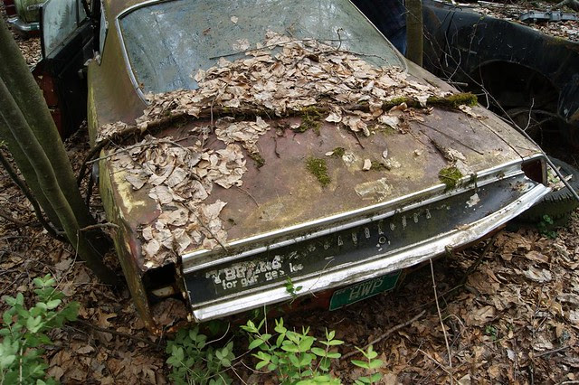 DSC09847 (Medium)