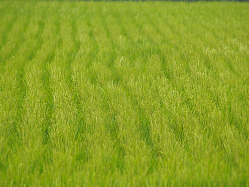 P4300266.JPG (by plateaukao)