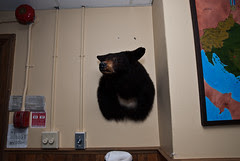 Bear