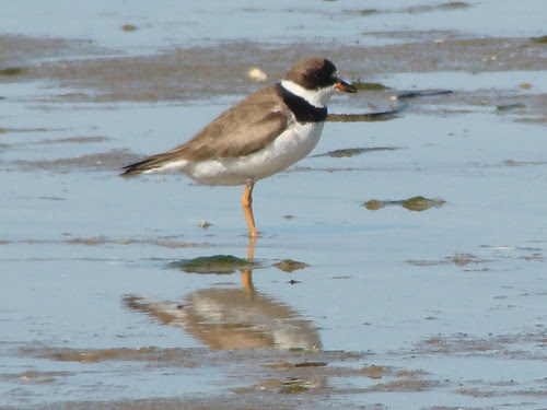 Semipalmated Plover 6