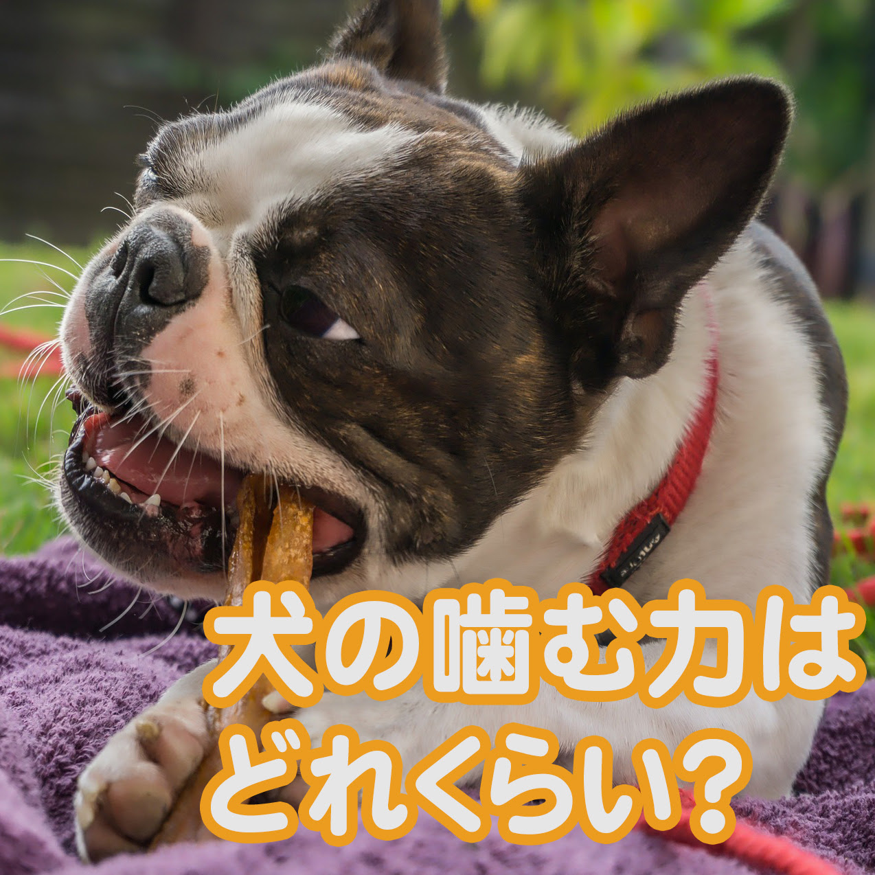 犬の噛む力はどれくらい 小型犬と大型犬では違うの 動物界では上位 人間は