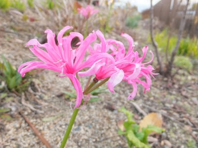 冬に咲く花 ばあばの思いつき