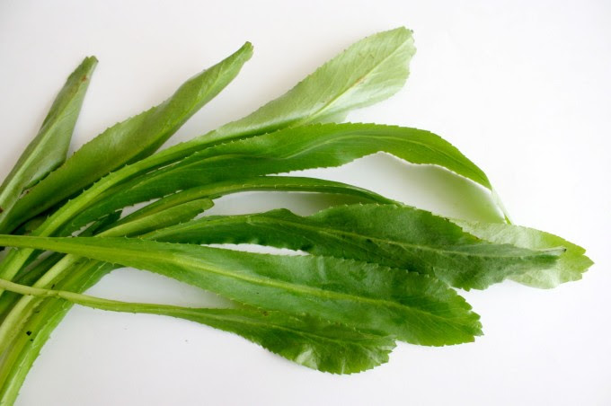 ノコギリコリアンダー パクチー ファラン 超香草 の種販売のお知らせ Marche Aozora Blog