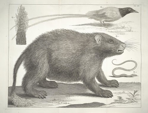 mammal and bird drawings