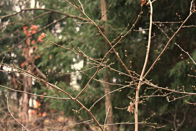 in the woods