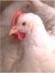 お持ち帰り専門店 美唄焼鳥 惣菜 炎エン