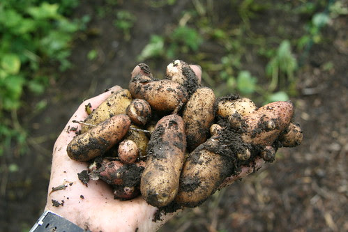 fresh potatoes