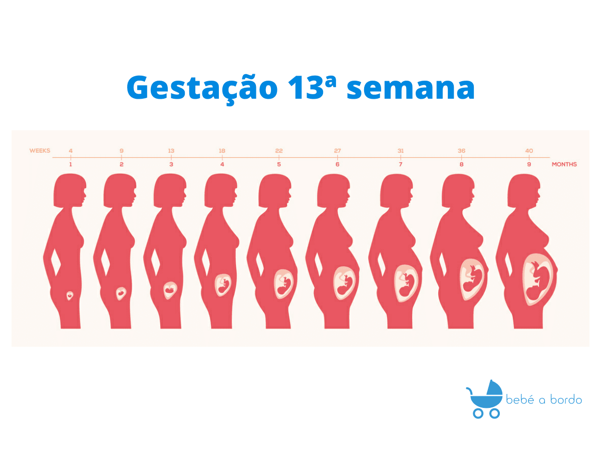 A Gestacao 13ª Semana