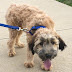 Shaved Wheaten Terrier : See more ideas about soft coated wheaten terrier, wheaton terrier, wheaten terrier.