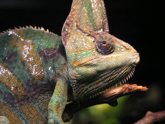 Chameleon head