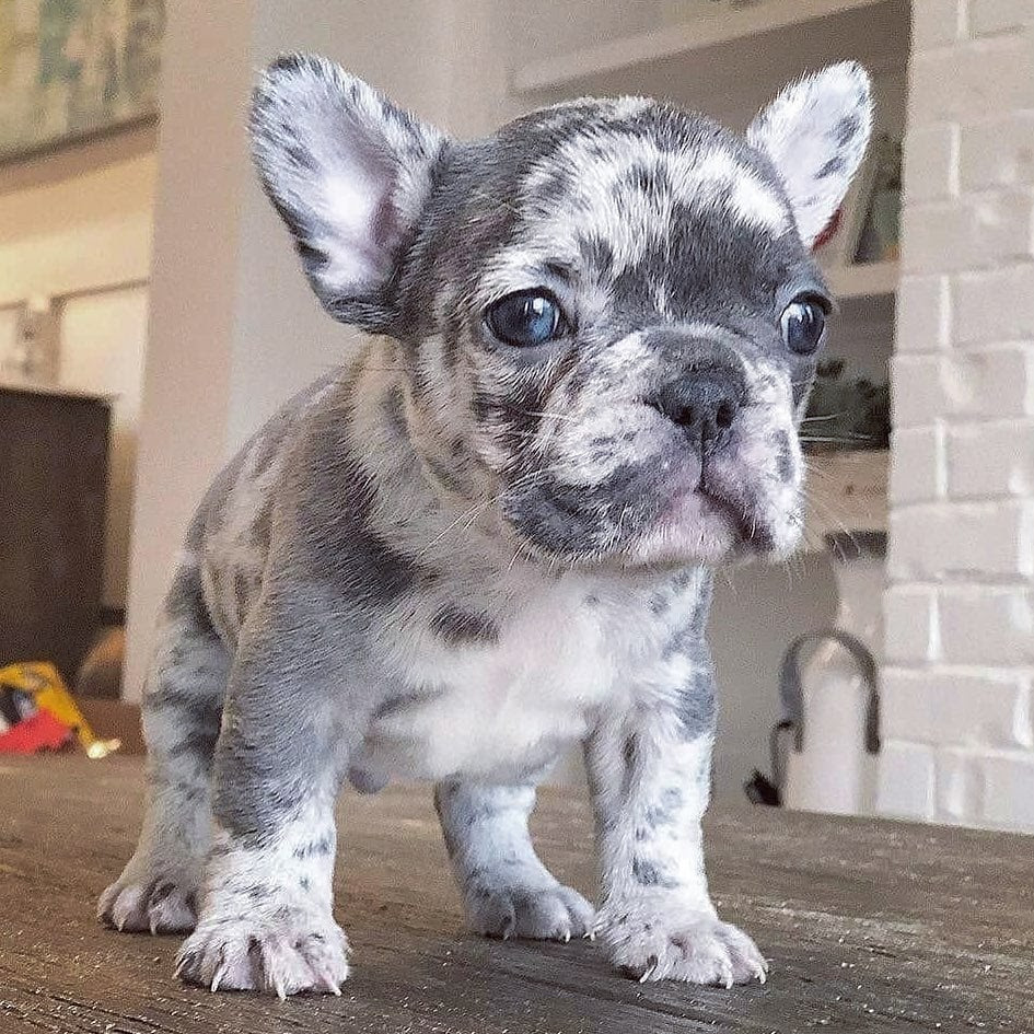 9 Things You Should Know About Merle French Bulldogs - Ned ...