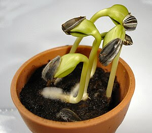 Three-day-old sunflower seedlings