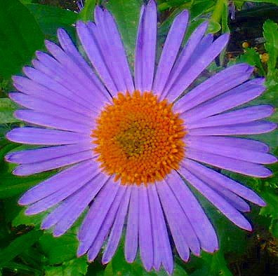 aster tongolensis wartburg star