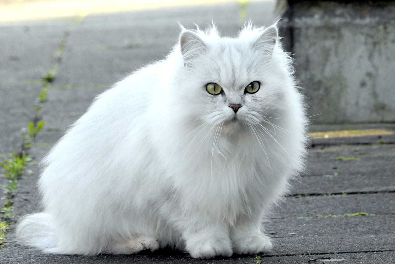 なぜ 猫がもふもふな理由7つ 柔らかさが人気の5種類とは