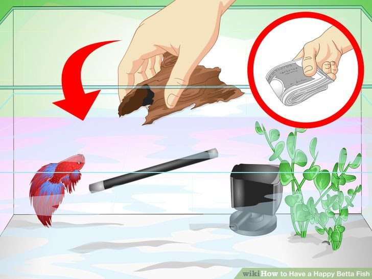 Have a Happy Betta Fish Step 9 Version 3.jpg