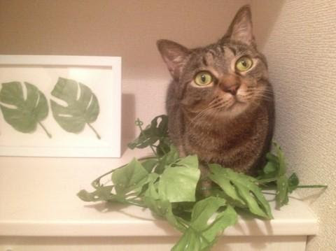 愛知県 名古屋 飼育放棄猫 こてつくん 猫の里親募集 ネコジルシ