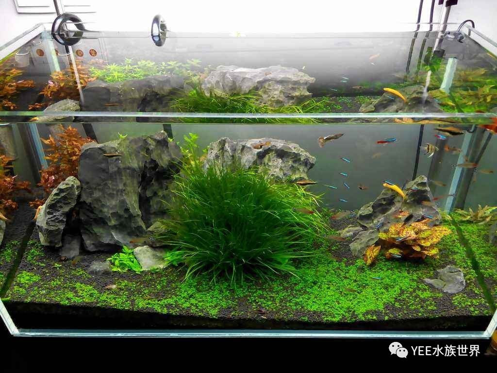 鱼缸上有油膜 不怕 找到原因根除它