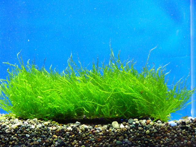 熱帯魚に合わせて水草も変えよう 水草の種類と選び方 熱帯魚 アクアリウム情報マガジン