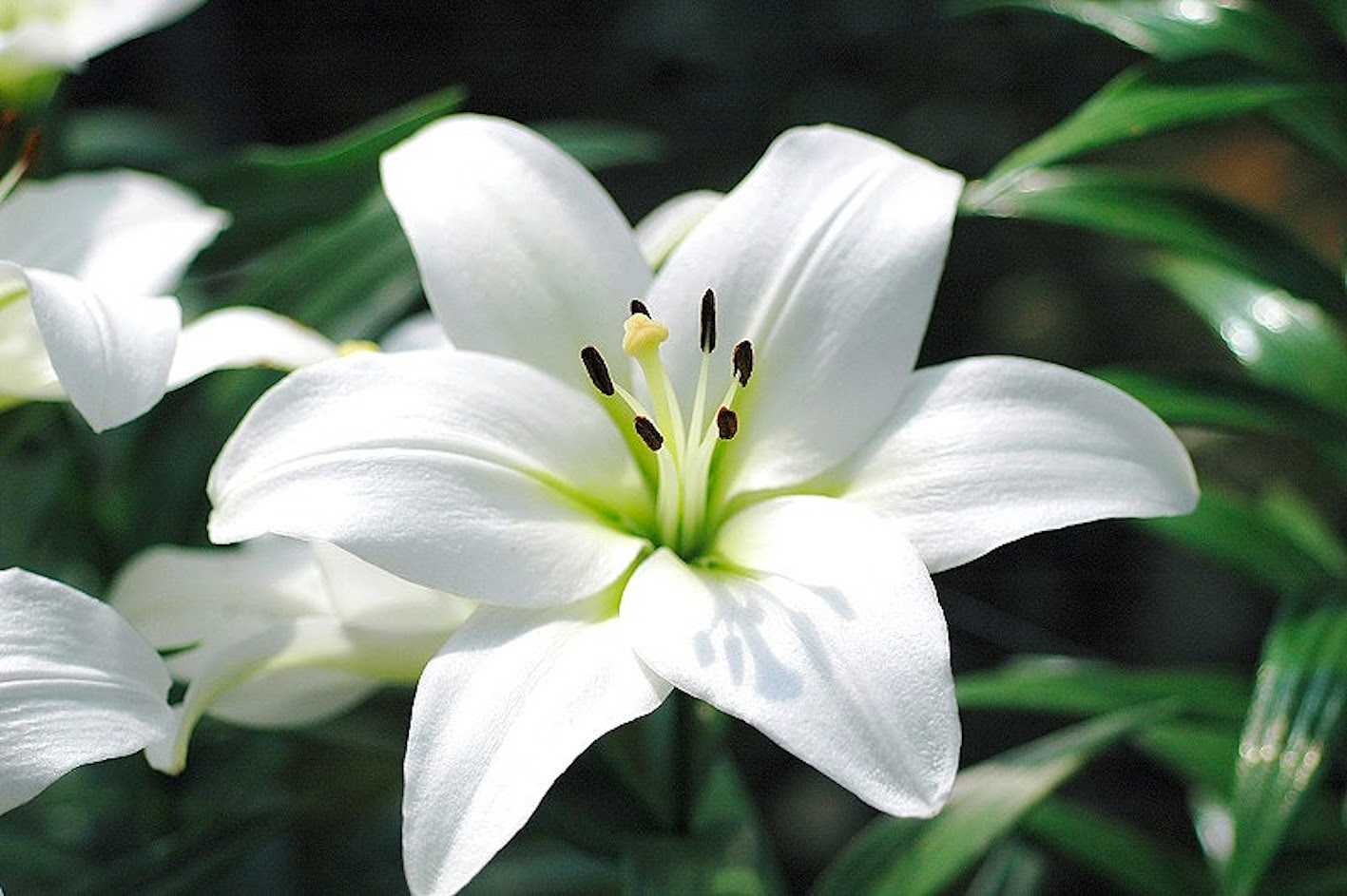 ユリの色別 本数別の花言葉について 英語でもご紹介 植物navi