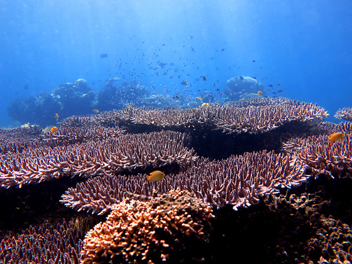 Acropora hyacinthus salah satujenis karang meja atau table coral di lautan nusantara. Foto : Wisuda.