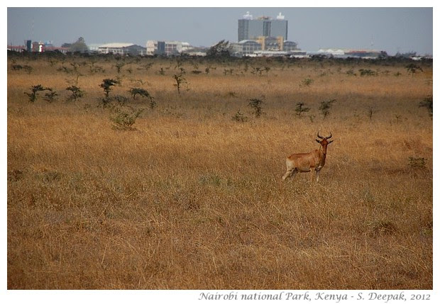 The city around the park, Nairobi National Park animals, Kenya