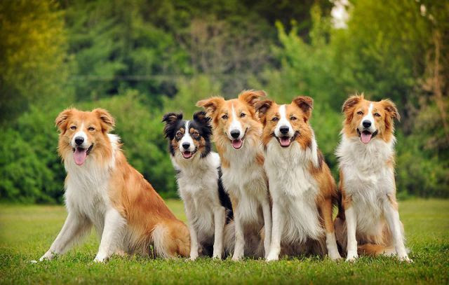These Funny Animals
