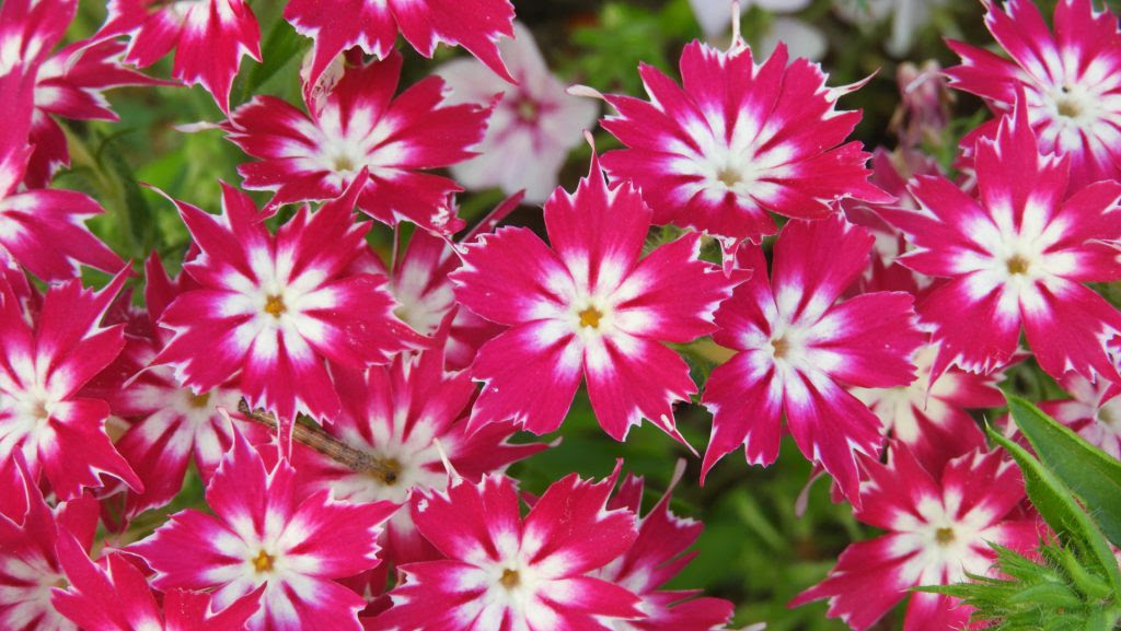 今日の誕生花 5月2日は フロックス 花の特徴と花言葉も紹介 ほわほわ ほんわかする楽しい 役立つ情報を発信するサイト